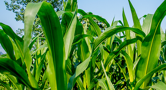 農業范疇